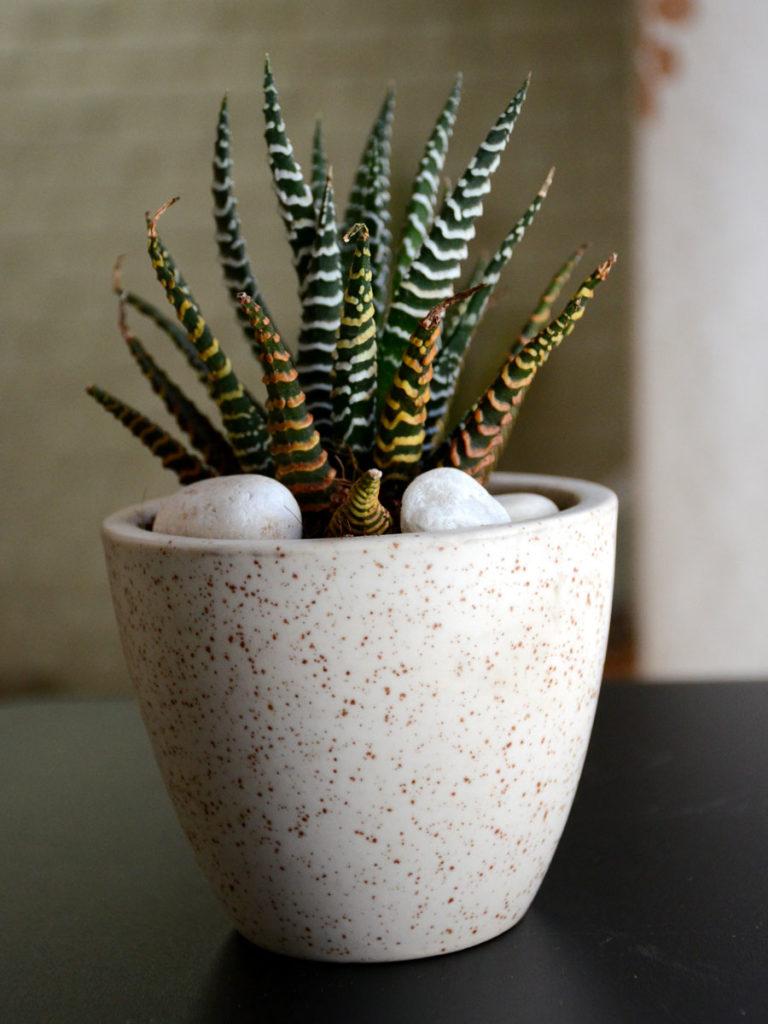 7 Succulent Types That Beautify Your Home from home-decor category