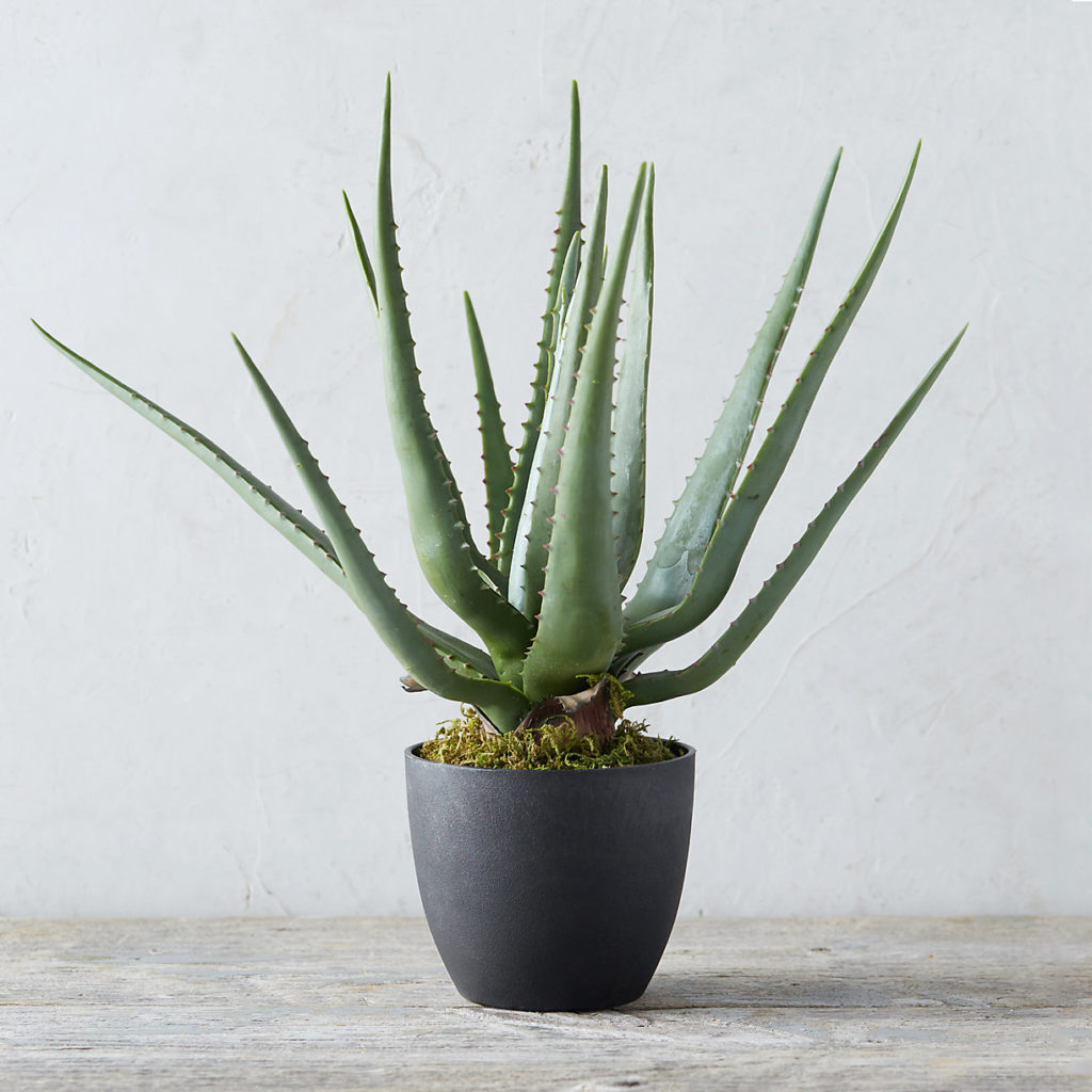 7 Succulent Types That Beautify Your Home from home-decor category