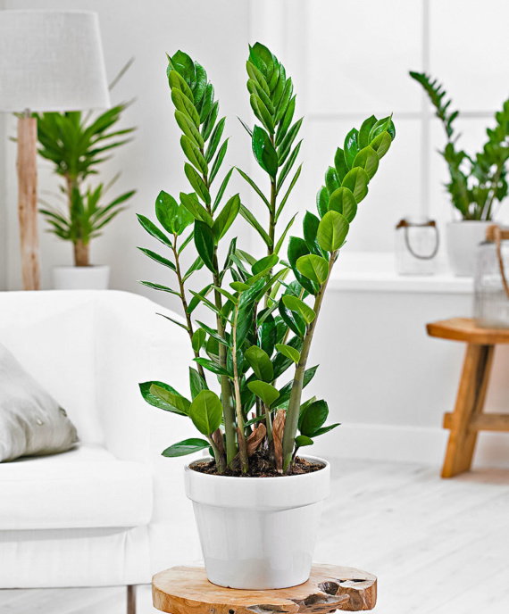 7 Succulent Types That Beautify Your Home