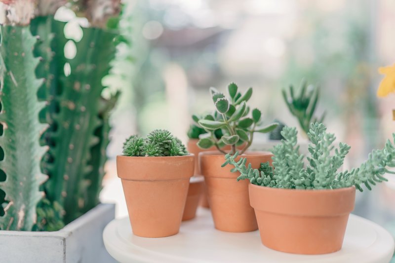 5 Ways To Kill Your Succulents And How To Avoid Them